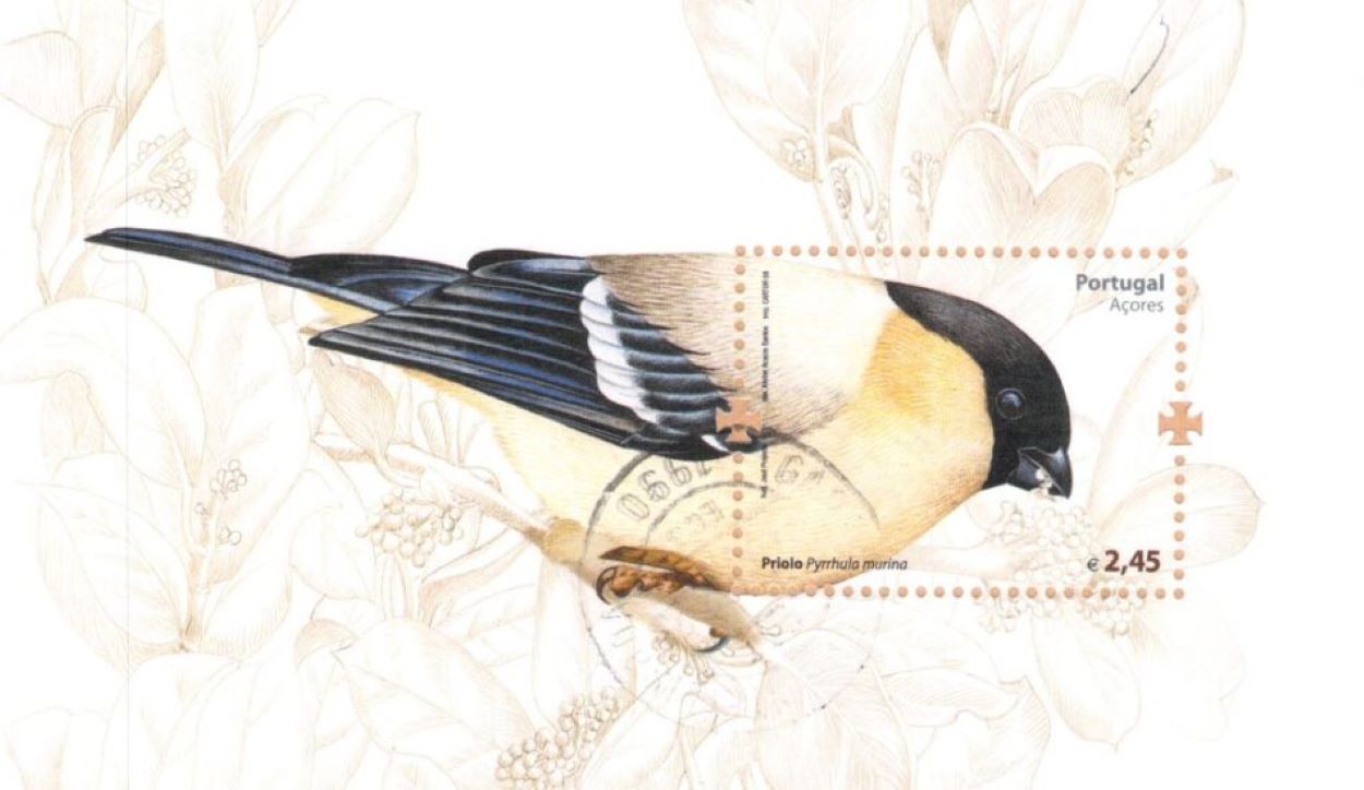 Azores bullfinch