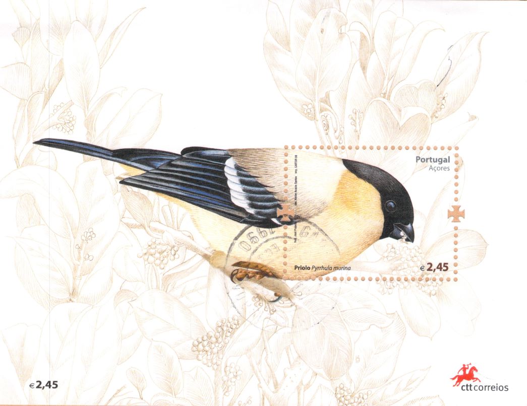 Azores bullfinch 