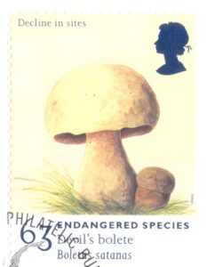 Devil's Bolete
