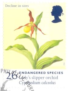 Lady's Slipper Orchid