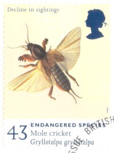 Endangered Species Mole Cricket