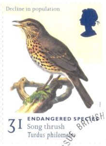 Endangered Bird