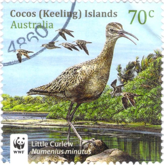 Little Curlew Cocos Islands Stamp