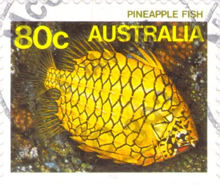 Pineapple Fish Australia