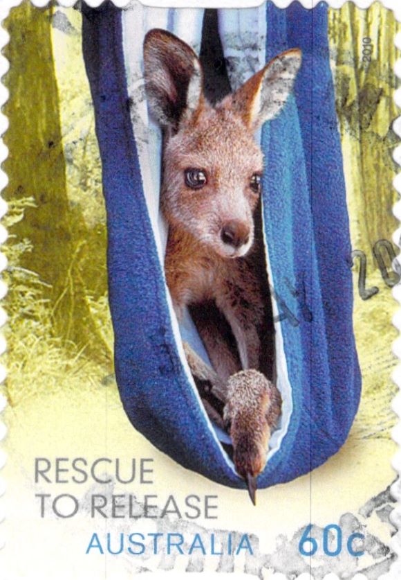 Rescue to Release Kangaroo 2010
