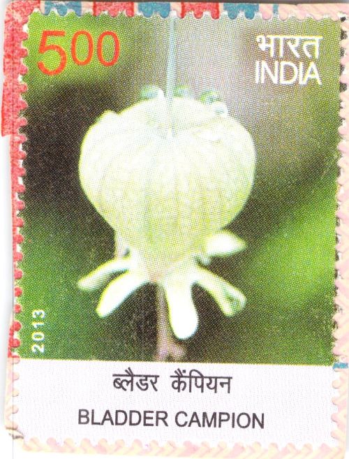 India bladder Campion Stamp 2013