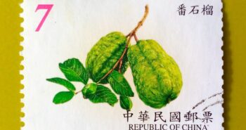 Issue:      China Psidium Guajava (Guava) Taiwan Stamp Type:     Stamp Number of Stamps:       2 Denominations:       7  ¥ Issue Date:        2001 Issued By:      China post
