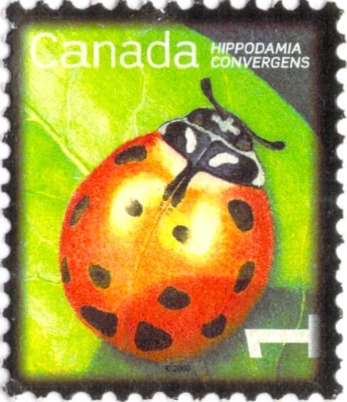 Canada Hippodamia Convergens Stamp