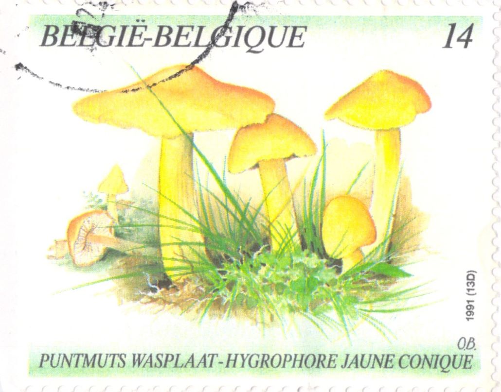 Yellow Mushroom Postage Stamp