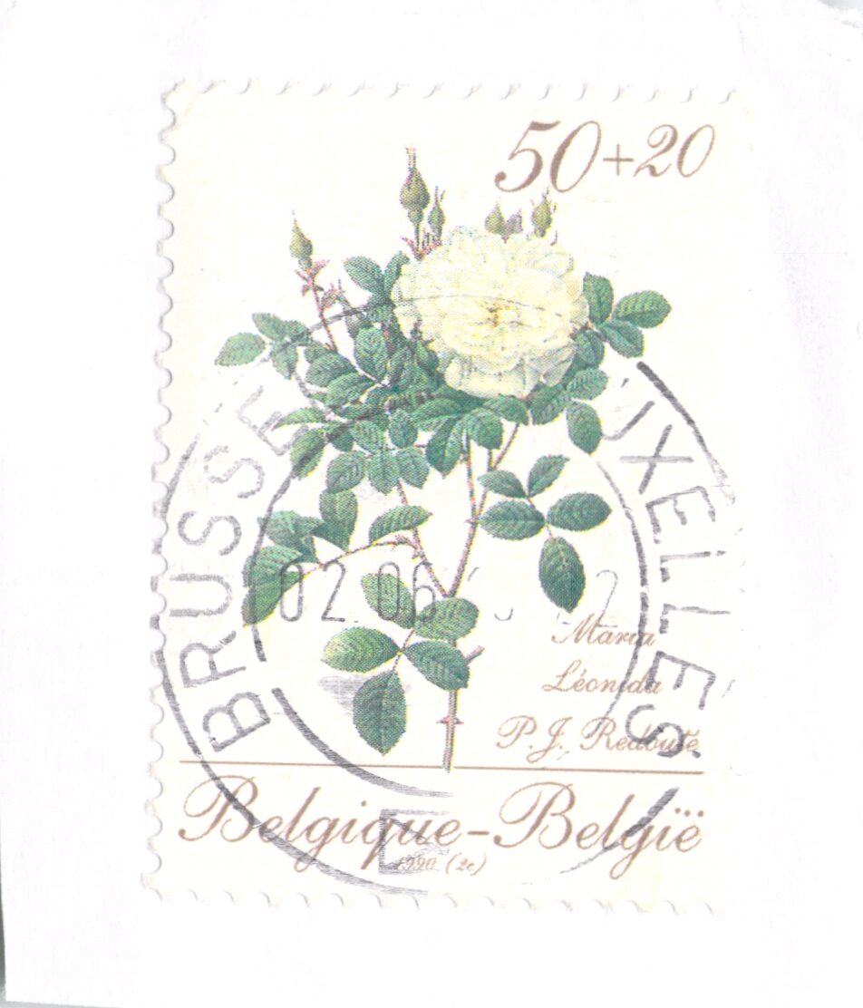 Maria Leonida Flower Belgium