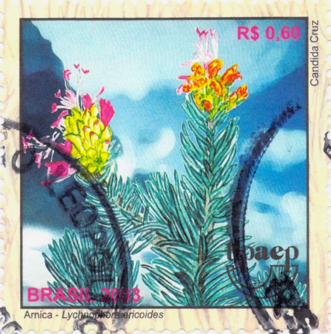 Arnica Lychnophora Ericoides Stamp