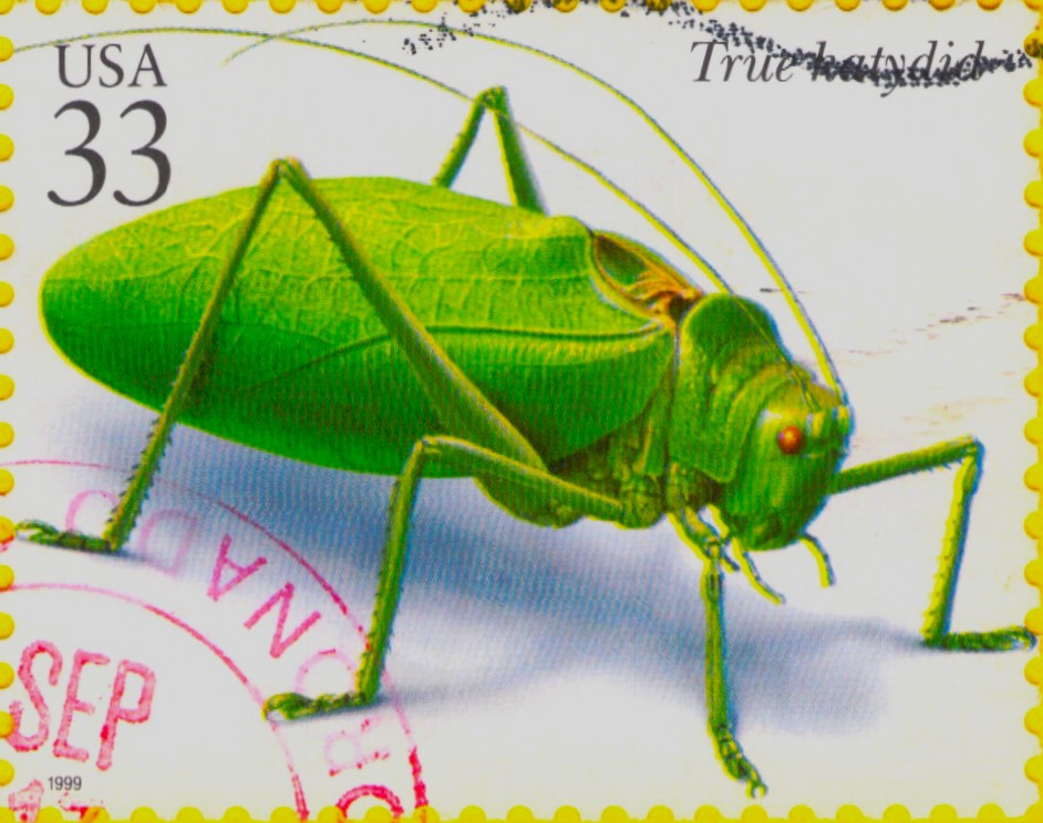 True Katydid USA Postage Stamp