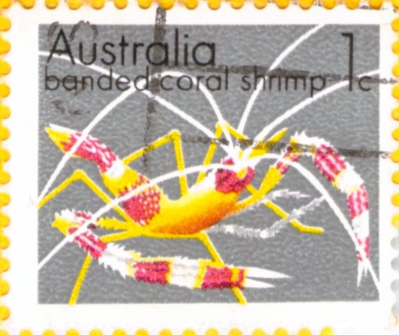 Australia Banded Coral Shrimp Stamp 1973