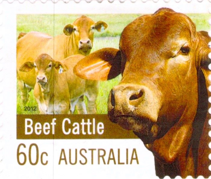 Beef Cattle Australia Postage Stamp Stamps Art Museum