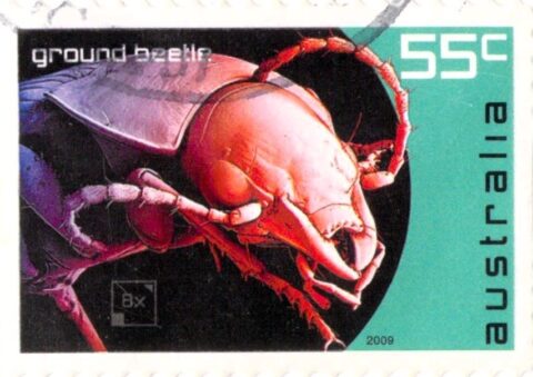 Australia Ground Beetle Stamp 2009 - Stamps Art Museum