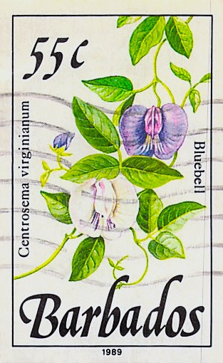 Issue:  Barbados Bluebell 55 cent 1989 Stamp Stamp  Type: Stamp Number of Stamps: 1 Denominations: 55c Issue Date: 1989 Issued By:  Canada post,