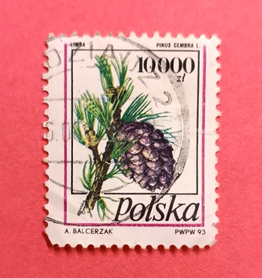 Issue:    Poland 1993 Pinus Cembra Stamp Type:    Stamp Number of Stamps:   1 Stamps Denomination:       Z T Issue Date:    1993 Issued By:   Poland POST