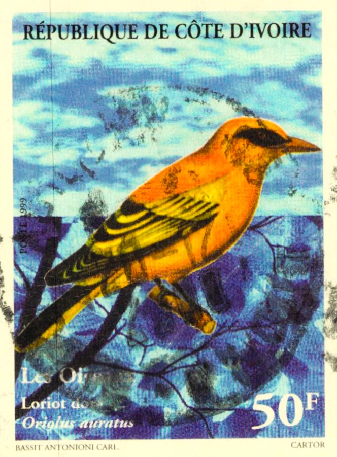 Issue:    Côte d'Ivoire 1999 Golden Oriole Stamp Type:   Stamp Number of Stamps:   1 Stamps Denomination:   50 F Issue Date:    1999 Issued By:  Côte d'Ivoire Post