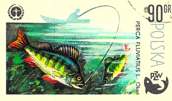 Issue:    Poland Perca Fluviatilis L Perch Stamp Type:   Stamp Number of Stamps:   1 Stamps Denomination:      90 GR Issue Date:   1979 Issued By:    Poland POST