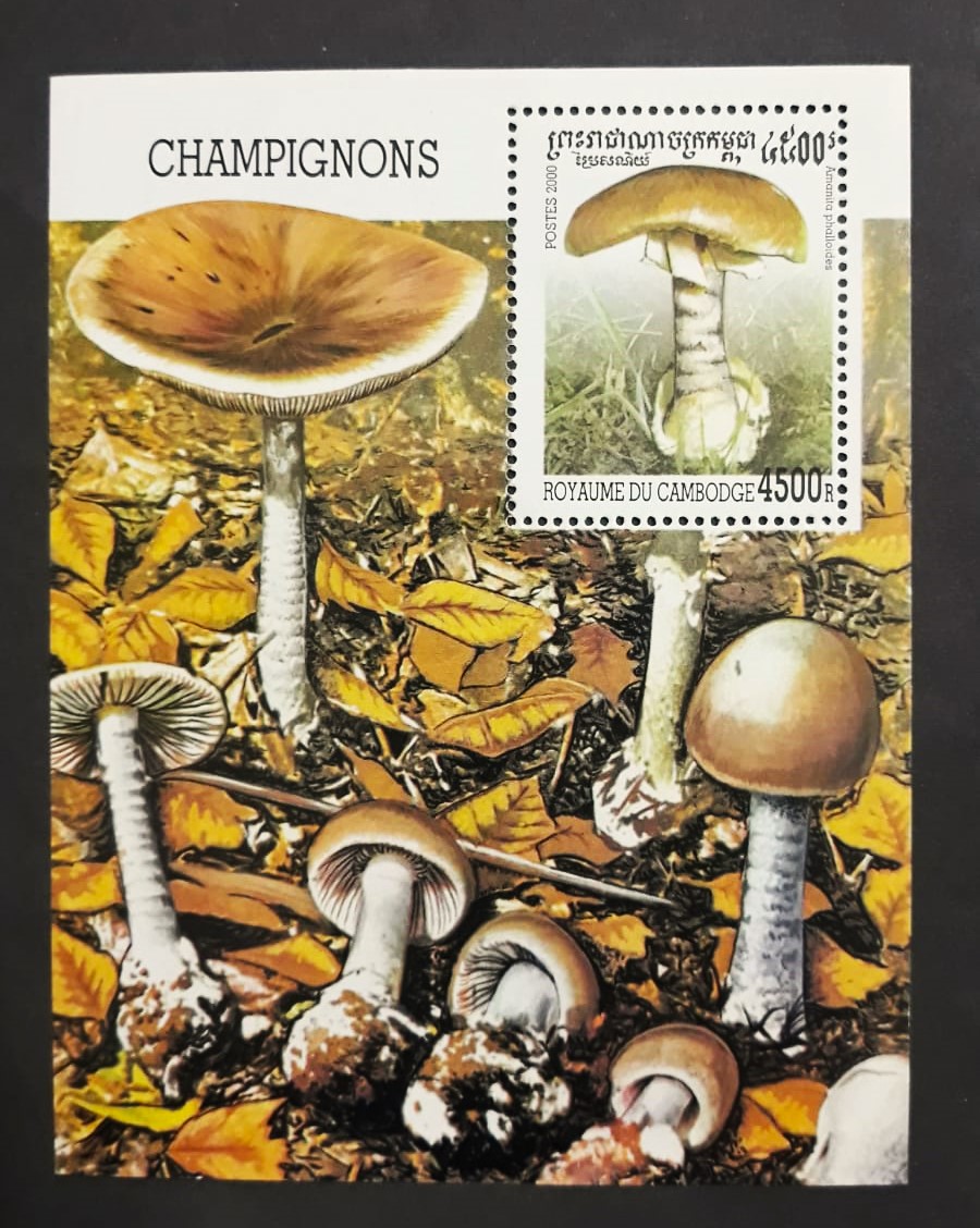 Issue:    Cambodia Mushrooms Souvenir Sheet Type:   Souvenir Sheet Number of Stamps:   1 Denominations:   4500 R Issue Date:   2000 Issued By:    Cambodia Post