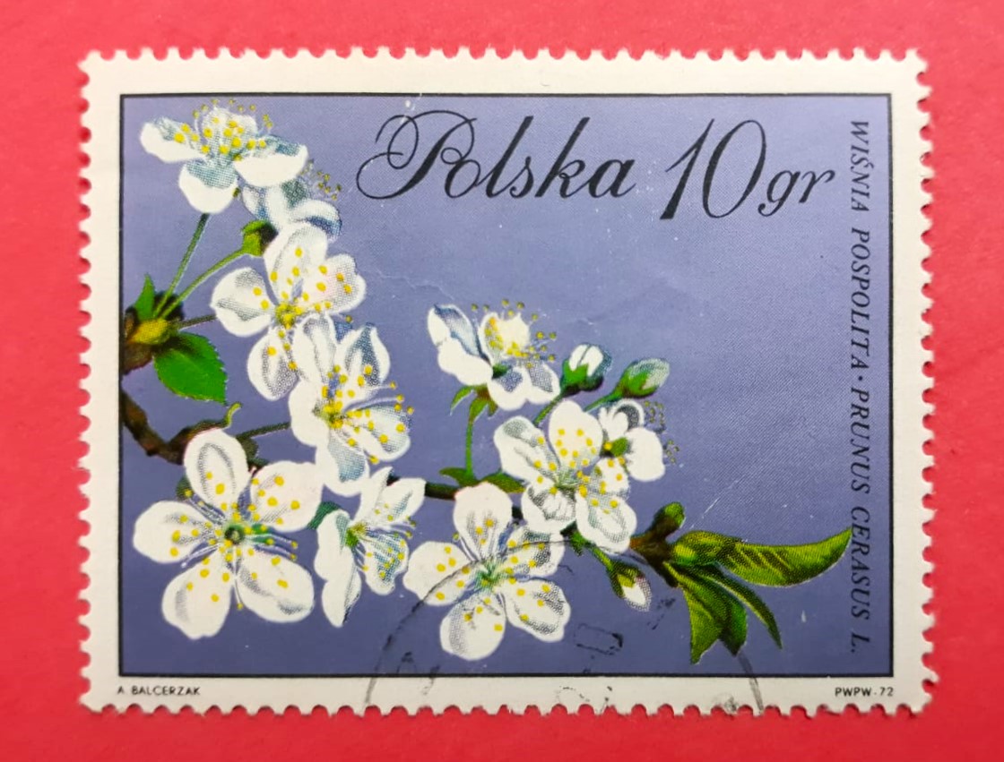 Issue:   Poland 1971 Prunus Cerasus Plant Stamp Type:   Stamp Number of Stamps:  1 Stamps Denomination:   10 GR Issue Date:   1971 Issued By:   Poland POST