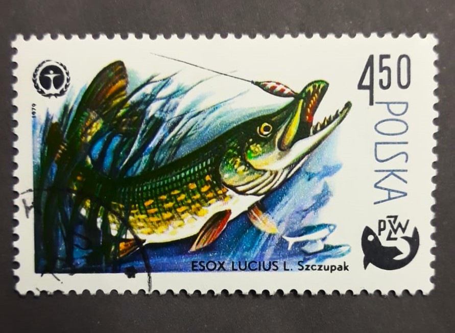 Issue:   Poland 1979 Esox Lucius Stamp Type:   Stamp Number of Stamps:   1 Stamps Denomination:   450 Issue Date:    1979 Issued By:    Poland POST