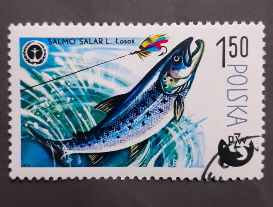 Issue:   Poland 1979 Silurus Glanis Stamp Type:   Stamp Number of Stamps:   1 Stamps Denomination:    450  Issue Date:    1979 Issued By:    Poland POST
