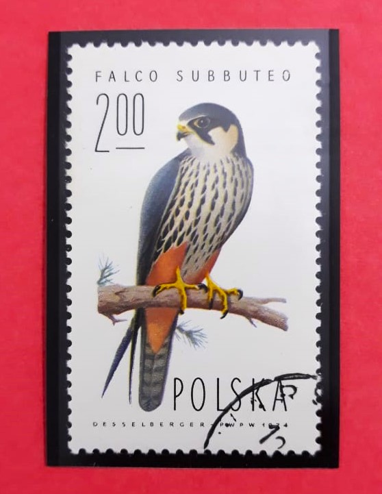 Issue:   Poland 1974 Subbuteo Falco Stamp Type:   Stamp Number of Stamps:   1 Stamps Denomination:   200  Zl Issue Date:    1974 Issued By:    Poland POST