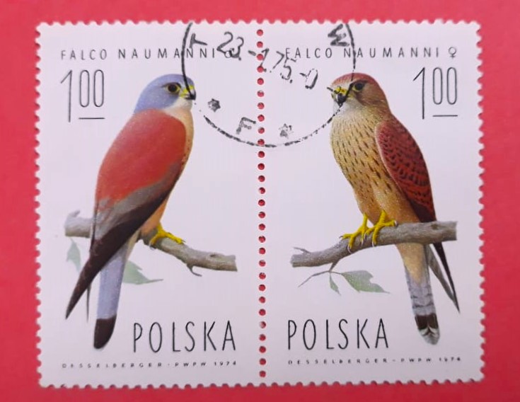 Issue:   Poland 1974 Lesser kestrel Stamp Type:   Stamp Number of Stamps:   2 Stamps Denomination:   100 Zl Issue Date:    1974 Issued By:    Poland POST