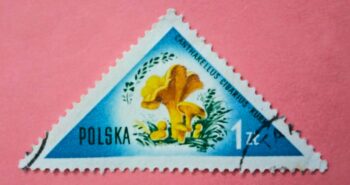 Issue:   Poland Cantharellus Cibarius Kurk Stamp Type:   Stamp Number of Stamps:  1 Stamps Denomination:     1 ZL Issue Date:    1959 Issued By:   Poland POST