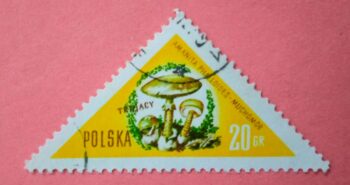 Issue:   Poland Amanita Phalloides Muchomor Stamp Type:   Stamp Number of Stamps:  1 Stamps Denomination:     20 GR Issue Date:    1959 Issued By:   Poland POST