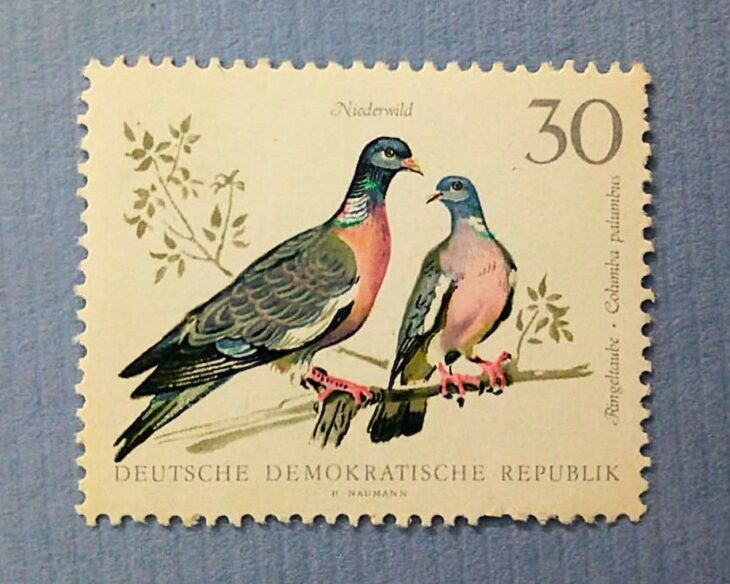 Issue:   Germany Democratic Republic Wood Pigeon Columba Palumbus Stamp Type:   Stamp Number of Stamps:   2 Denominations:   30  PF Issue Date:   1968 Issued By:   Germany Deutsche Post ( Deutschland )