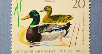 Issue:      Germany Mallard Ducks 1968 Stamp Type:      Stamp Number of Stamps:      2 Denominations:      20  PF Issue Date:      1968 Issued By:       Germany Deutsche Post ( Deutschland )