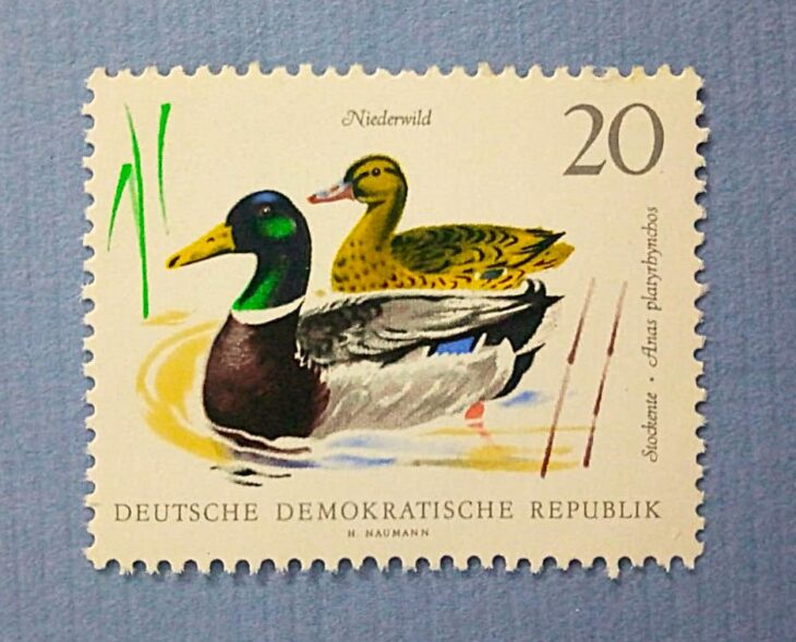 Issue:      Germany Mallard Ducks 1968 Stamp Type:      Stamp Number of Stamps:      2 Denominations:      20  PF Issue Date:      1968 Issued By:       Germany Deutsche Post ( Deutschland )