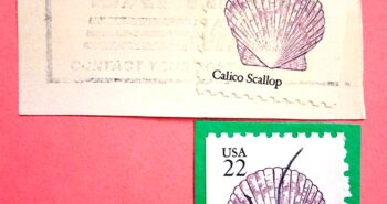 Issue:   USA Calico Scallop Seashell Stamp Type:   Stamp Number of Stamps:   2 Stamps Denomination:    22C , 22C , Issue Date:    1985 Issued By:    United States Postal Service (USPS)