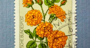 Issue:     Germany 1982 Rose Flowers Stamp Type:    Stamp Number of Stamps:     3 Denominations:     60 PF Issue Date:     1982 Issued By:     Germany Deutsche Post ( Deutschland ) 