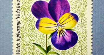 Issue:     Poland Wild pansy - Viola Tricolor 1967 Stamp Type:      Stamp Number of Stamps:     1 Stamps Denomination:      60 GR Issue Date:     1967 Issued By:     Poland POST 
