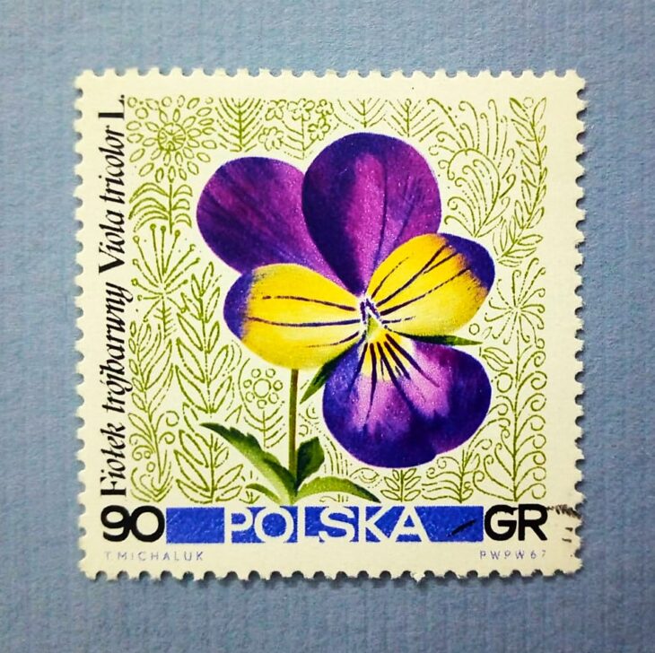 Issue:     Poland Wild pansy - Viola Tricolor 1967 Stamp Type:      Stamp Number of Stamps:     1 Stamps Denomination:      60 GR Issue Date:     1967 Issued By:     Poland POST 