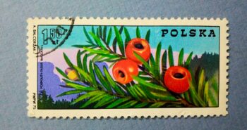 Issue:     Poland 1975 English Yew Stamp Type:      Stamp Number of Stamps:     1 Stamps Denomination:      1.50 zł Issue Date:     1975 Issued By:     Poland POST 
