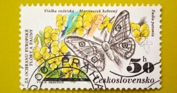 Issue:      Czechoslovakia Butterfly 1983 Stamp Type:      Stamp Number of Stamps:     1 Stamps Denomination:      50 H, Issue Date:      1983 Issued By:      Czechoslovakia Postal Service (USPS) 