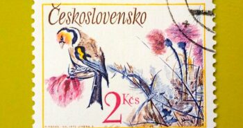 Issue:      Czechoslovakia Goldfinch Bird 1972 Stamp Type:      Stamp Number of Stamps:       1 Stamps Denomination:       2 KCS, Issue Date:        1972 Issued By:      Czechoslovakia Postal Service (USPS)