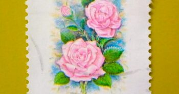 Issue:       Iran Rose Flower 200 rl Stamp Type:       Stamp Number of Stamps:       1 Denominations:       200 RL, Issue Date:         Issued By:      Iran Post