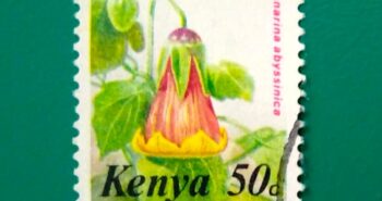 Issue:      Kenya Canarina Abyssinica 1983 Stamp Type:     Stamp Number of Stamps:      1 Stamps Denomination:       50 C, Issue Date:       1983 Issued By:      Kenya Post