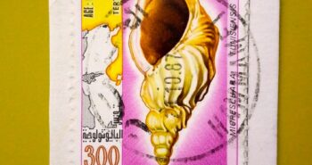 Issue:      Tunisia 1982 Fossils Stamp Type:      Stamp Number of Stamps:      1 Stamps Denomination:       300 M Issue Date:       1982 Issued By:   Tunisia Post
