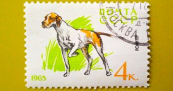 Issue:     Russia Pointer Dog 1965 Stamp Type:     Stamp Number of Stamps:      1 Stamps Denomination:        4 K, Issue Date:      1965 Issued By:     Russia POST 