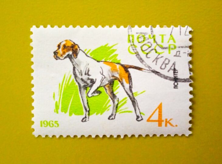 Issue:     Russia Pointer Dog 1965 Stamp Type:     Stamp Number of Stamps:      1 Stamps Denomination:        4 K, Issue Date:      1965 Issued By:     Russia POST 