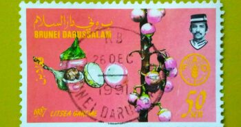 Issue:      Brunei Fruit Litsea Garciae 1987 Stamp Type:      Stamp Number of Stamps:      1 Stamps Denomination:      50 sen, Issue Date:      1987 Issued By:       Brunei Post