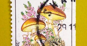 Issue:     Norway Suillus luteus 1989 Stamp Type:     Stamp Number of Stamps:       1 Denominations:         3.00 K , Issue Date:        1989 Issued By:      Norway Post