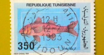 Issue:     Tunisia Fish 1991 Stamp Type:     Stamp Number of Stamps:      1 Stamps Denomination:      350 M Issue Date:        1991 Issued By:      Tunisia Post 