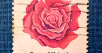 Issue:       USA Rose 18c 1981 Stamp Type:      Stamp Number of Stamps:       1 Stamps Denomination:         18 C, Issue Date:        1981 Issued By:       United States Postal Service (USPS) 